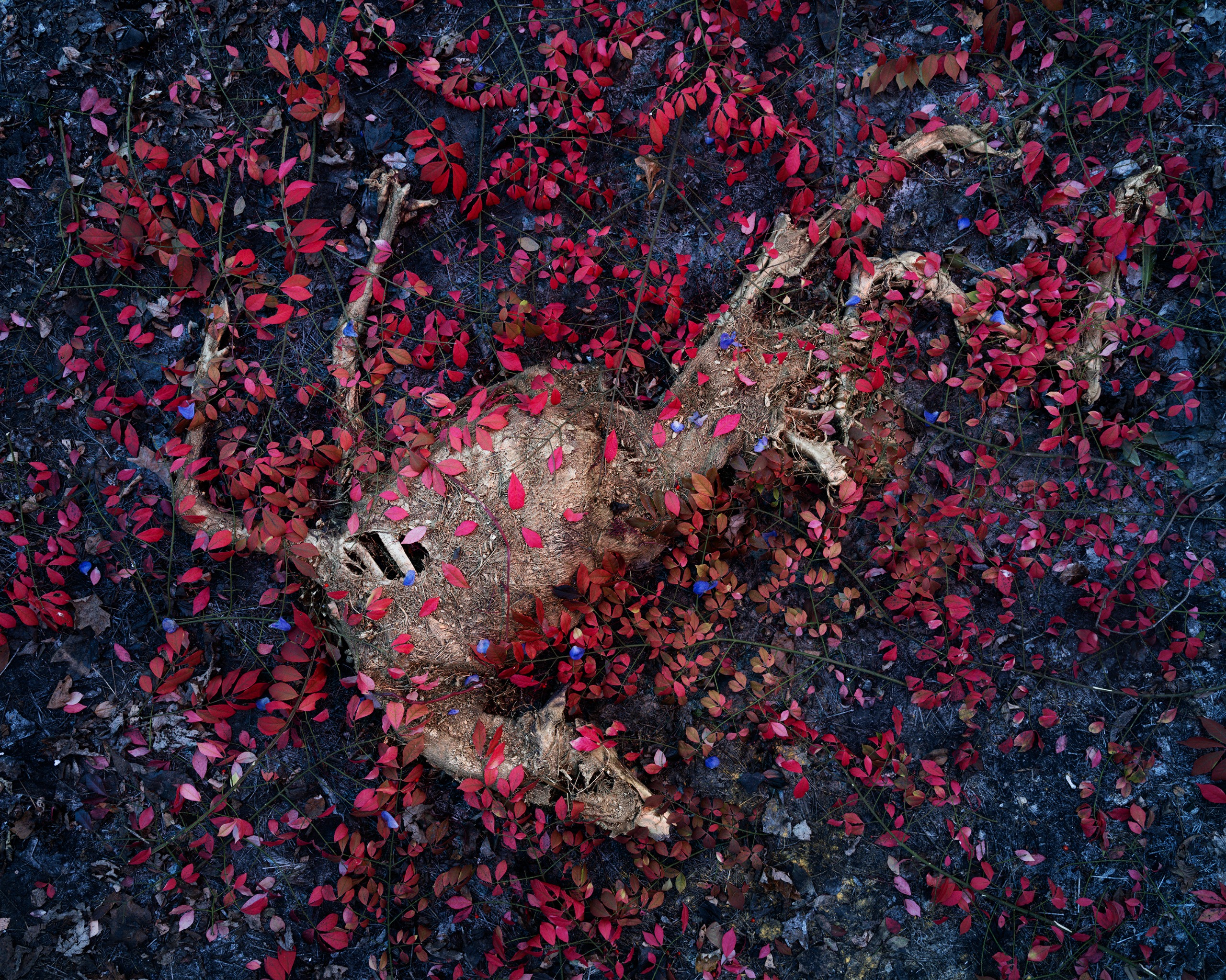 The pale, weathered remains of a deer lie on dark earth, scattered with vivid crimson leaves and small blue petals.