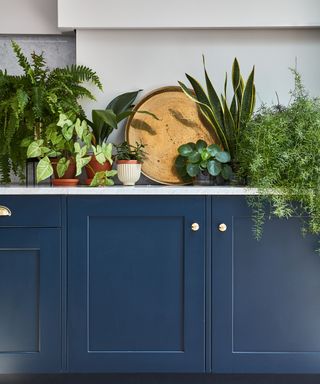 selection of kitchen plants on a kitchen worktop