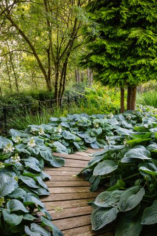 woodland gardens with cyclamen and trees