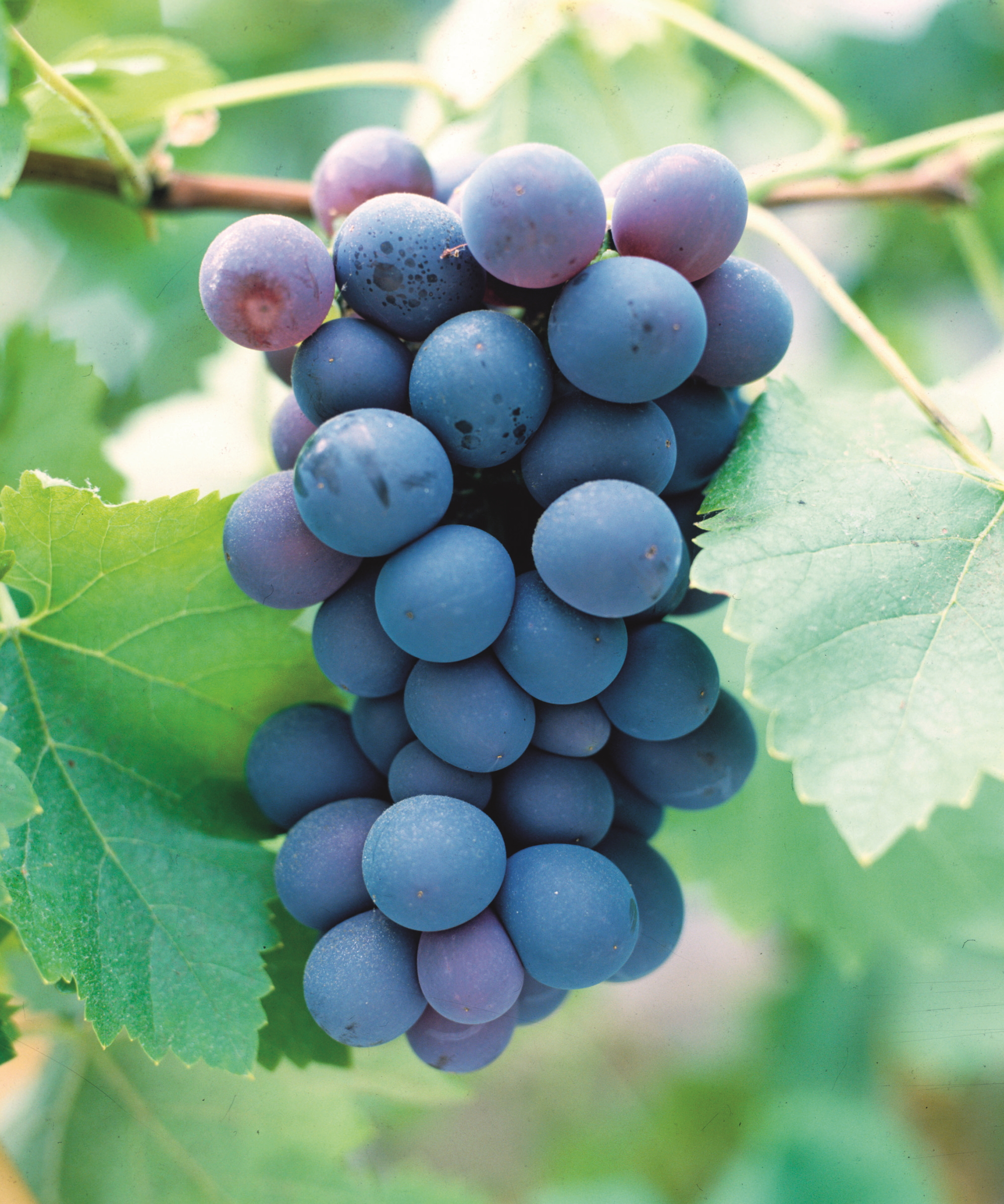 A bunch of black grapes ripening on the vine