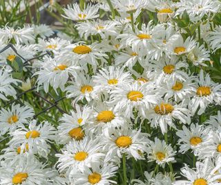 Shasta daisies 'crazy daisy' series