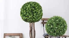 Boxwood balls 