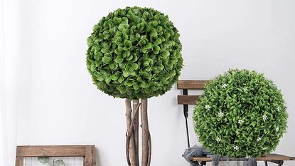 Boxwood balls 