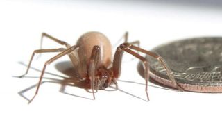 A close-up of a brown recluse spider standing next to a quarter