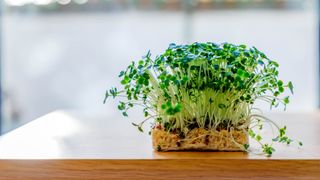 Cress growing on a sponge