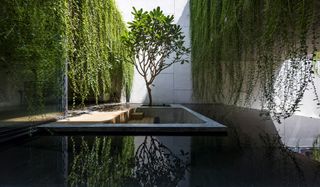 An enclosed space in the building grounds with a pond and cascading vines on each side. a tree at the end against the wall with its reflection in the pond