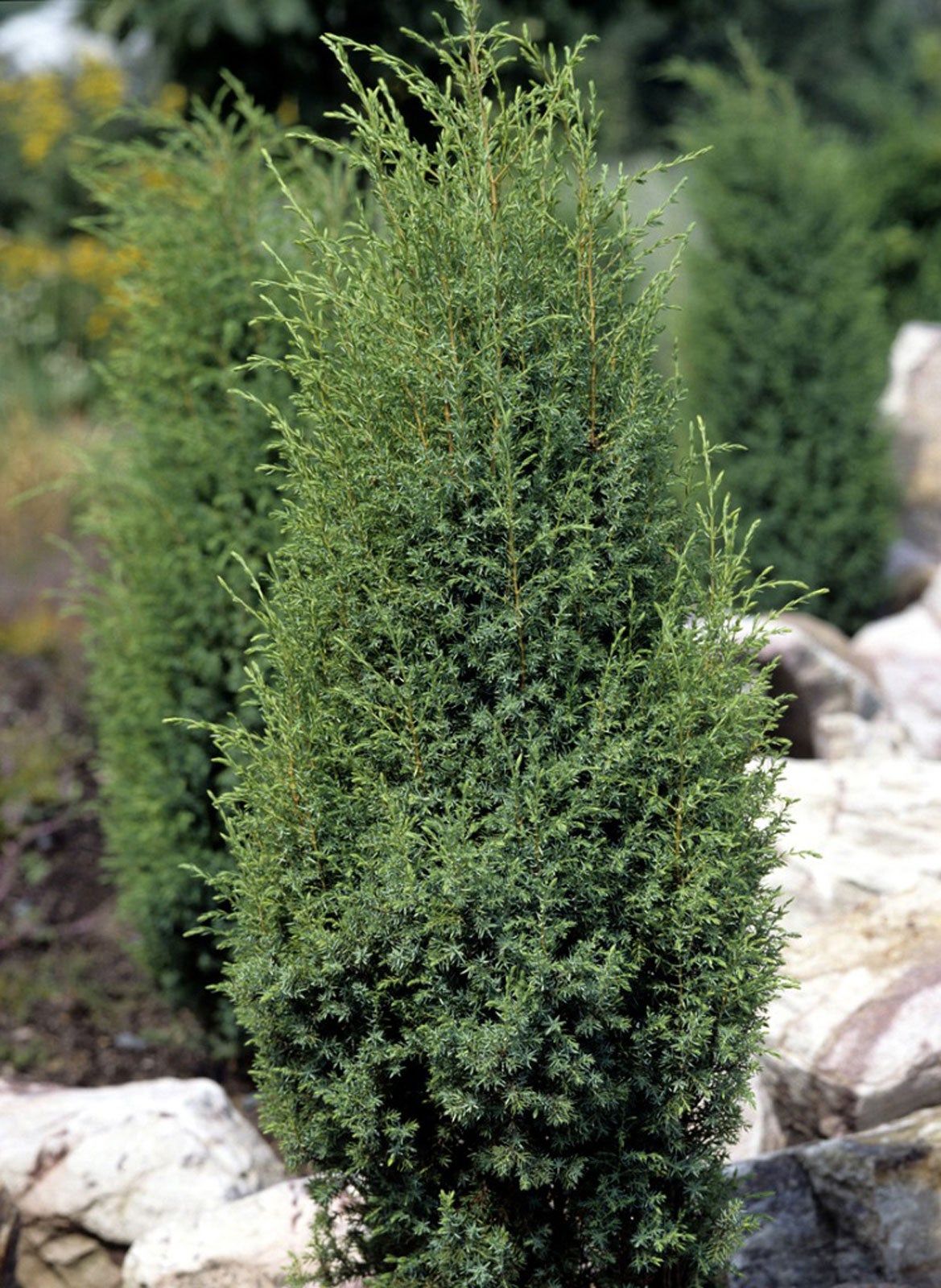 Conifers For The Southwest Region Choosing Coniferous Plants For Arid