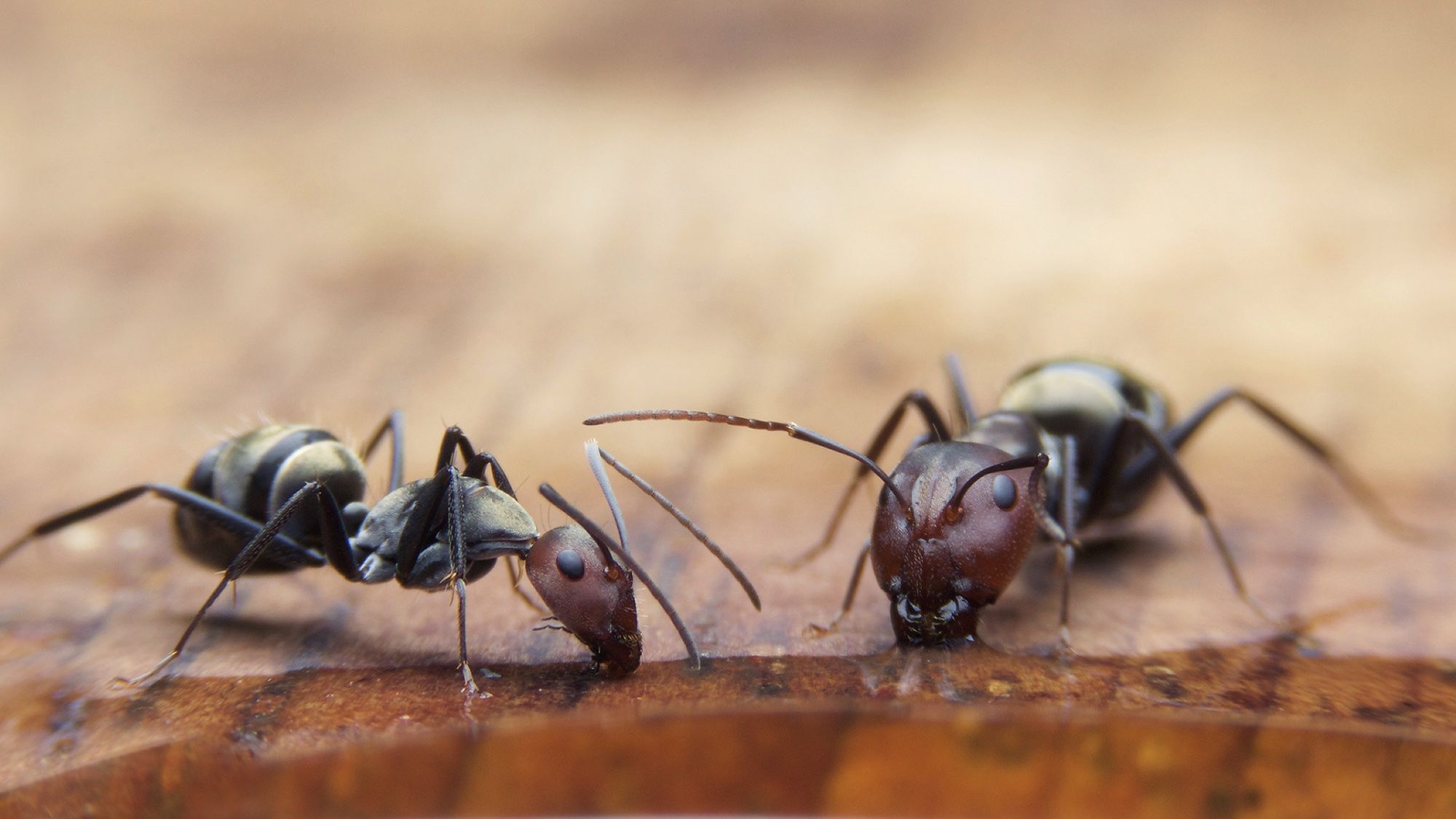 7 things that are attracting ants to your home