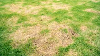 Lawn with brown patches as a result of disease