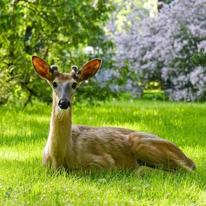 A male deer with short antlers lying in the grass