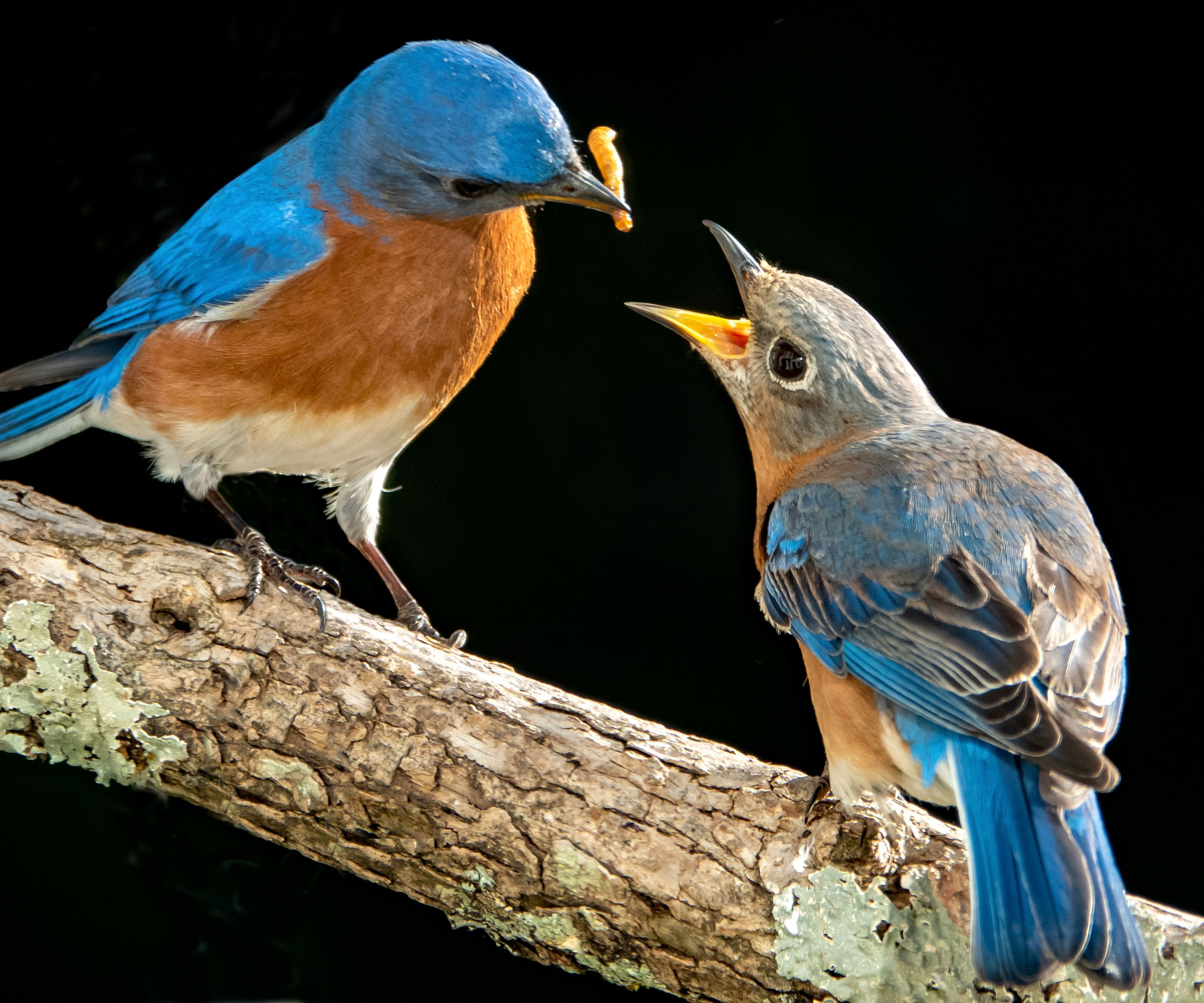 bluebirds feeding on mealworms