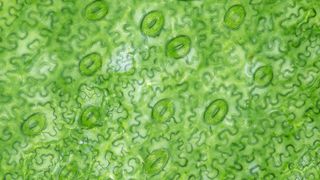 stomata are the gatekeepers of the leaf, allowing gas exchange between the leaf and surrounding air.