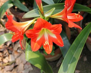 red amaryllis with green drooping leaves