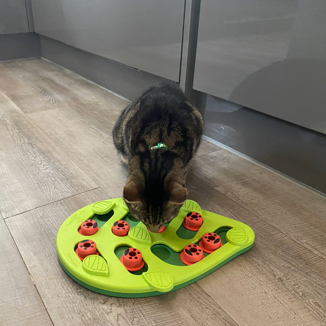 Megan's cat eating a treat from the Nina Ottosson Buggin Out Puzzle, one of the best cat toys