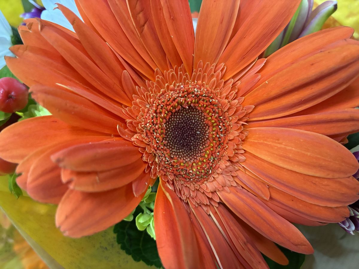 Apple iPhone 16e macro sample.