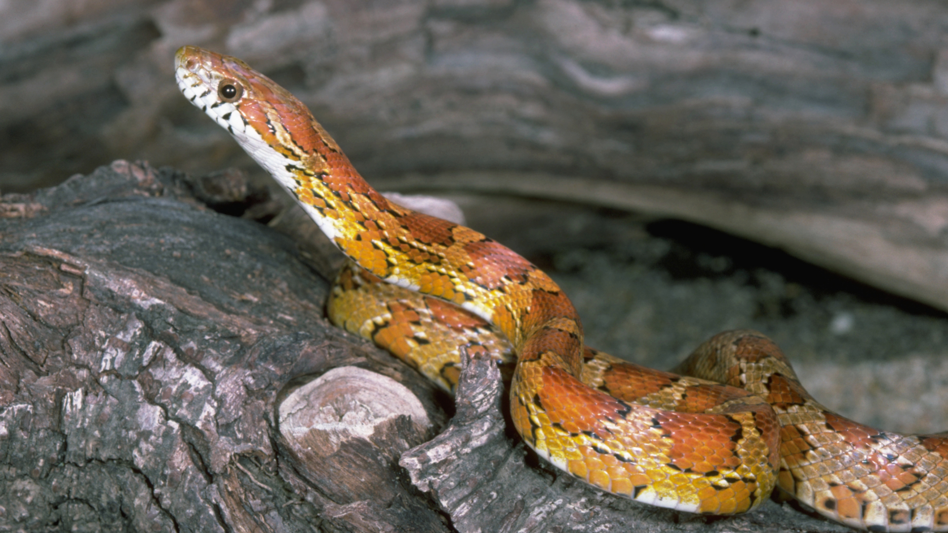 A photograph of a corn snake