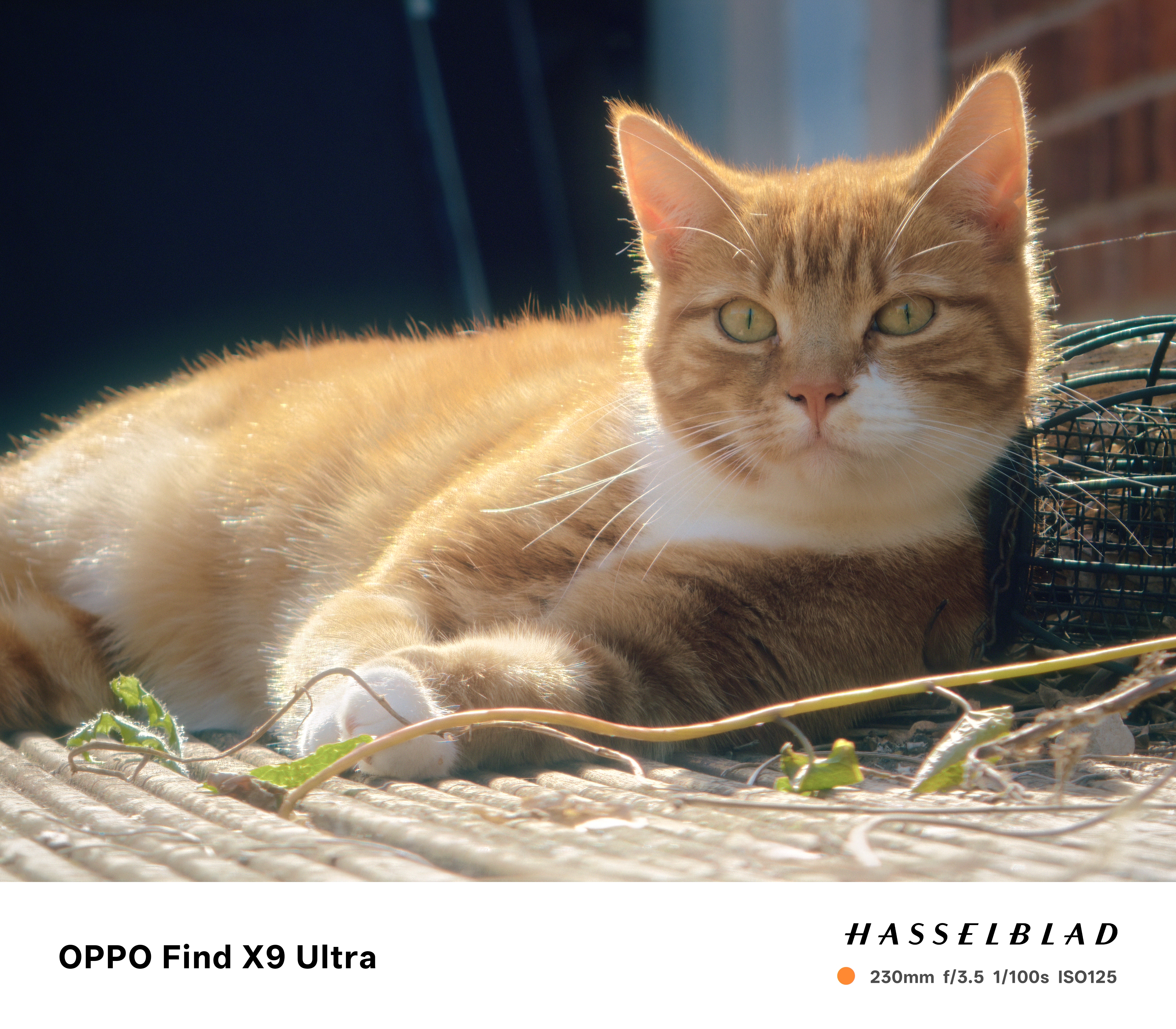 Oppo Find X9 Ultra Sample Photo