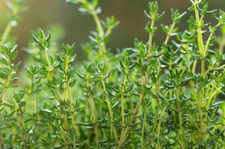 A patch of green thyme