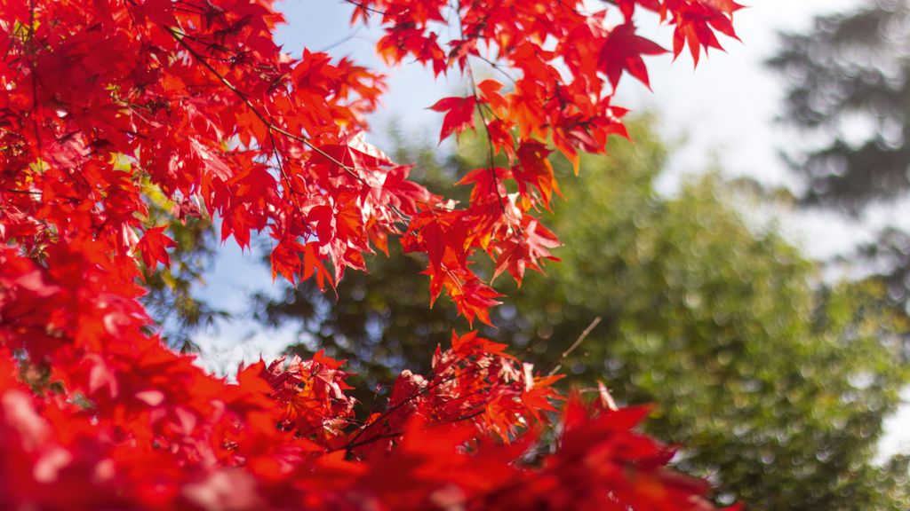 How to capture creative autumn shots | Digital Camera World