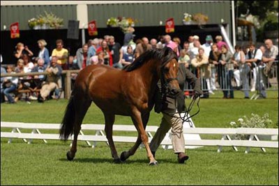 NewForest.jpg