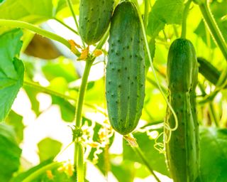 Fresh ripe cucumbers growing in greenhouse -