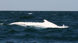 a white humpback whale called migaloo swimming in the sea