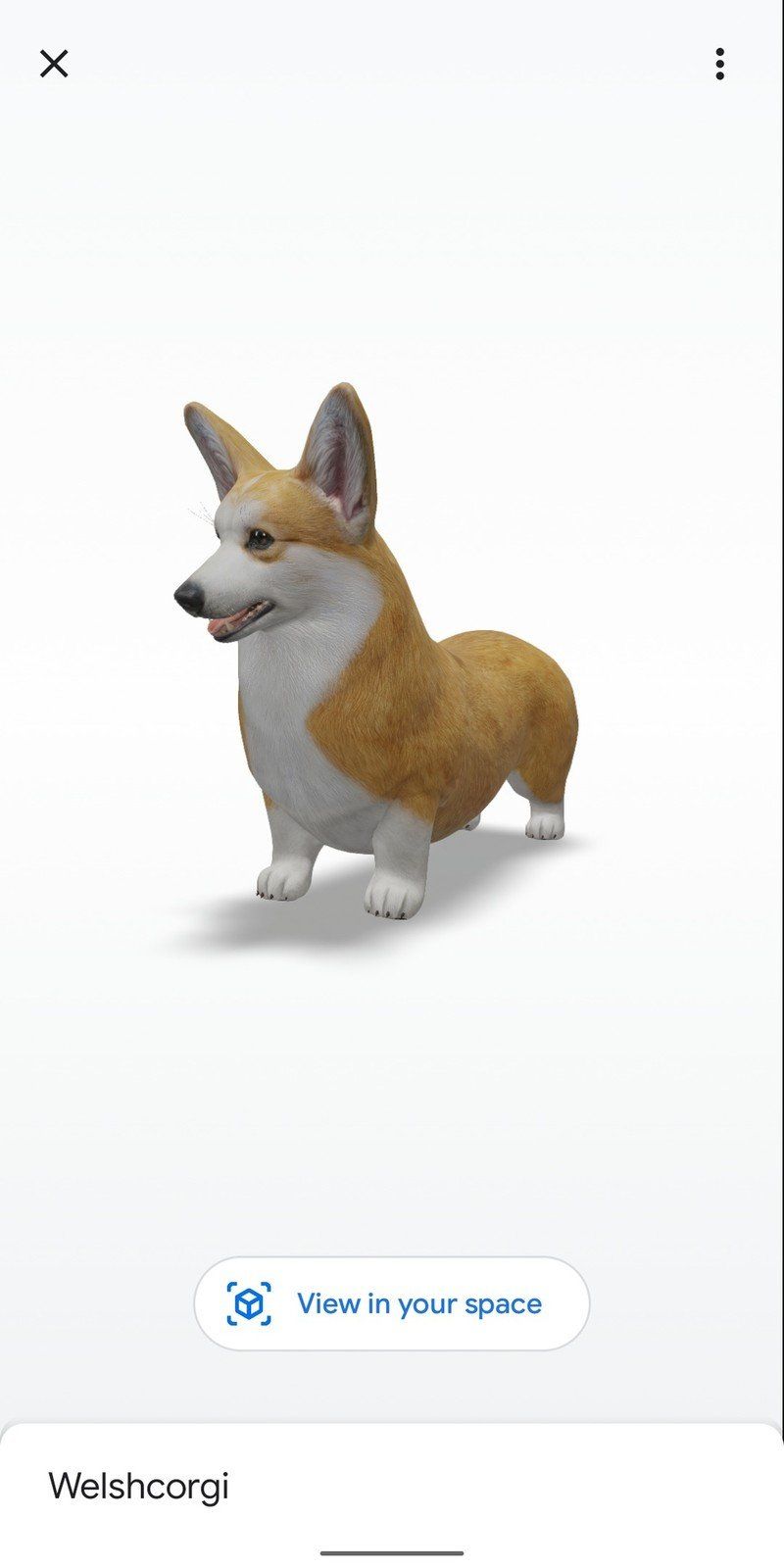 Welshcorgi