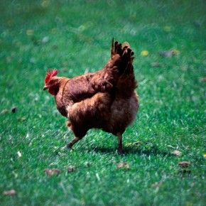 Chickening out of chicken raising