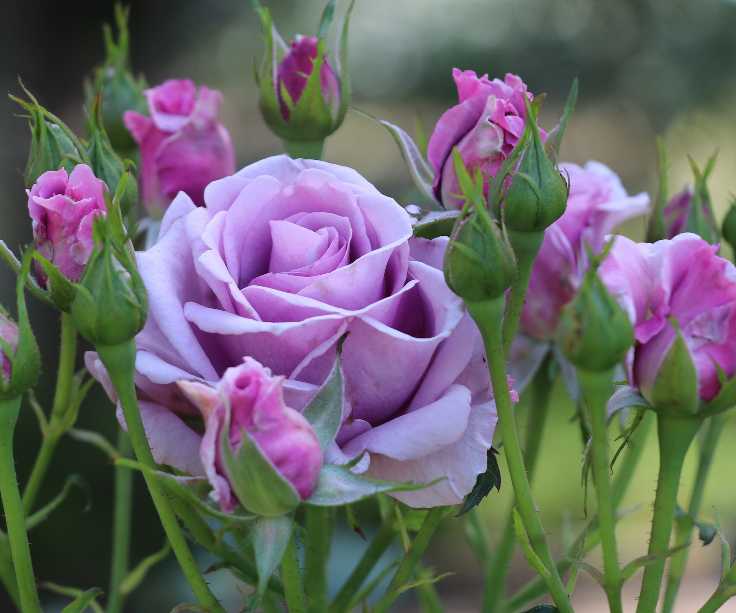 lavender rose in full bloom in garden