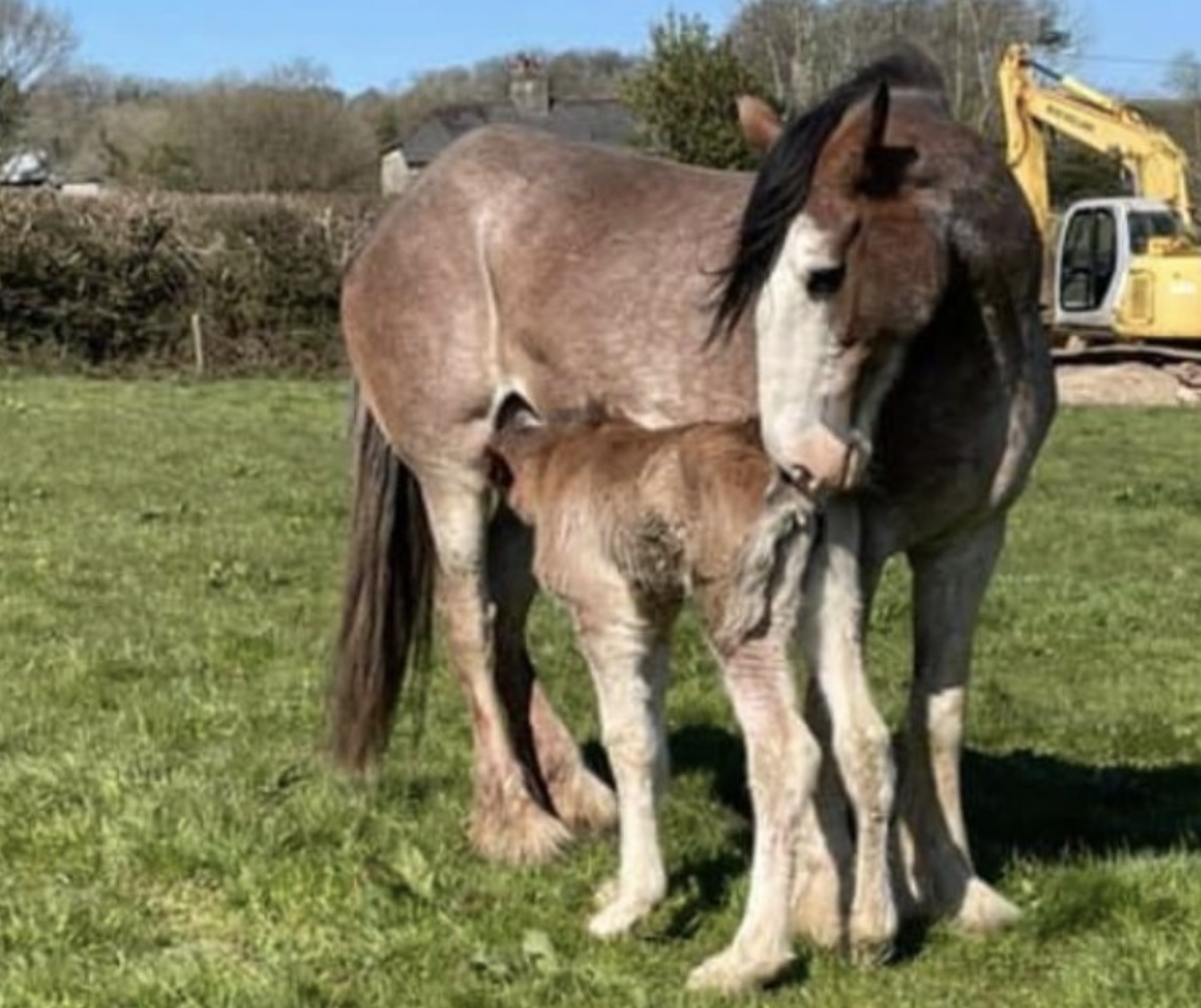 Broodmares for sale