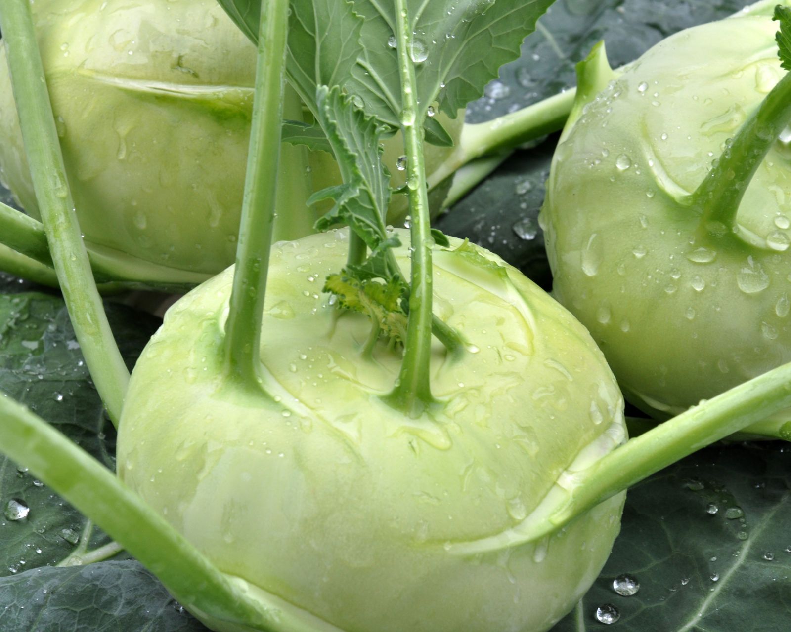 What to plant in August veg, flowers and shrubs to grow Homes & Gardens