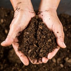 hands full of peat free compost