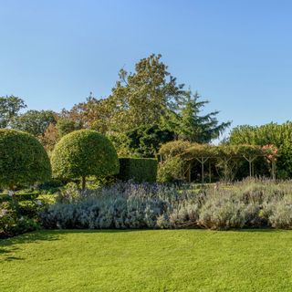 Grass lawn in garden with lavender border, topiary trees and wooden pergola