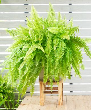 Boston fern (Nephrolepis exaltata Bostoniensis) in planter