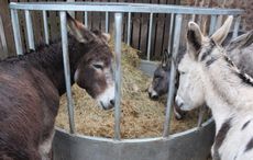 RSPCA-donkeys.jpg
