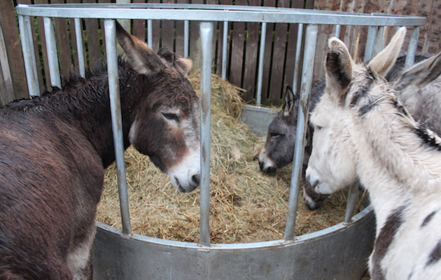 RSPCA-donkeys.jpg