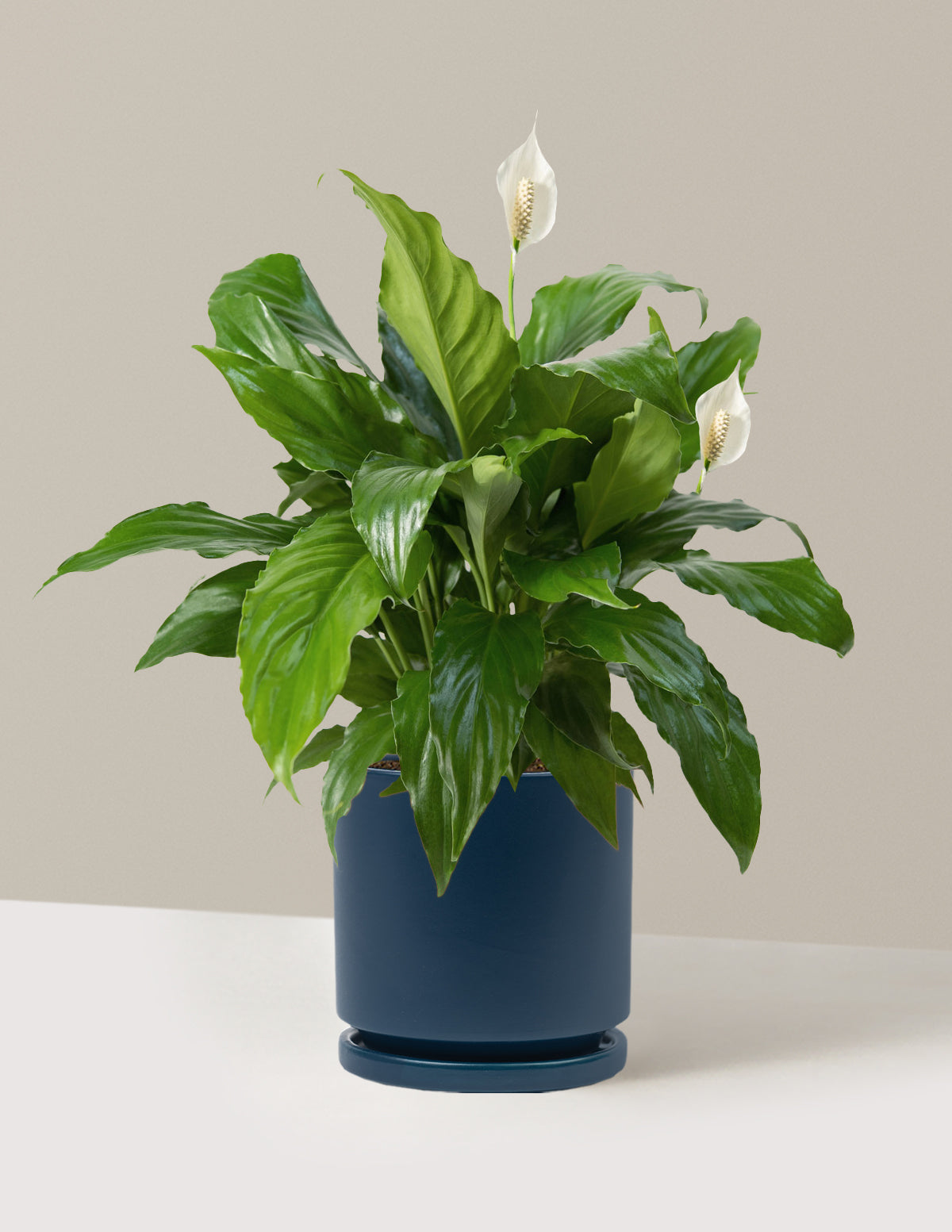 Peace Lily - Medium (15&quot;-19&quot; Tall) / Isabella (6.25&quot; Wide) / Midnight