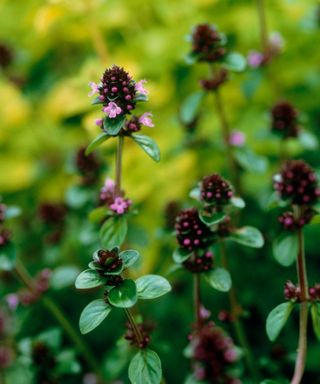 Purple marjoram flowers