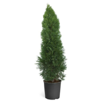 Emerald Green Thuja – $129.99 at Walmart