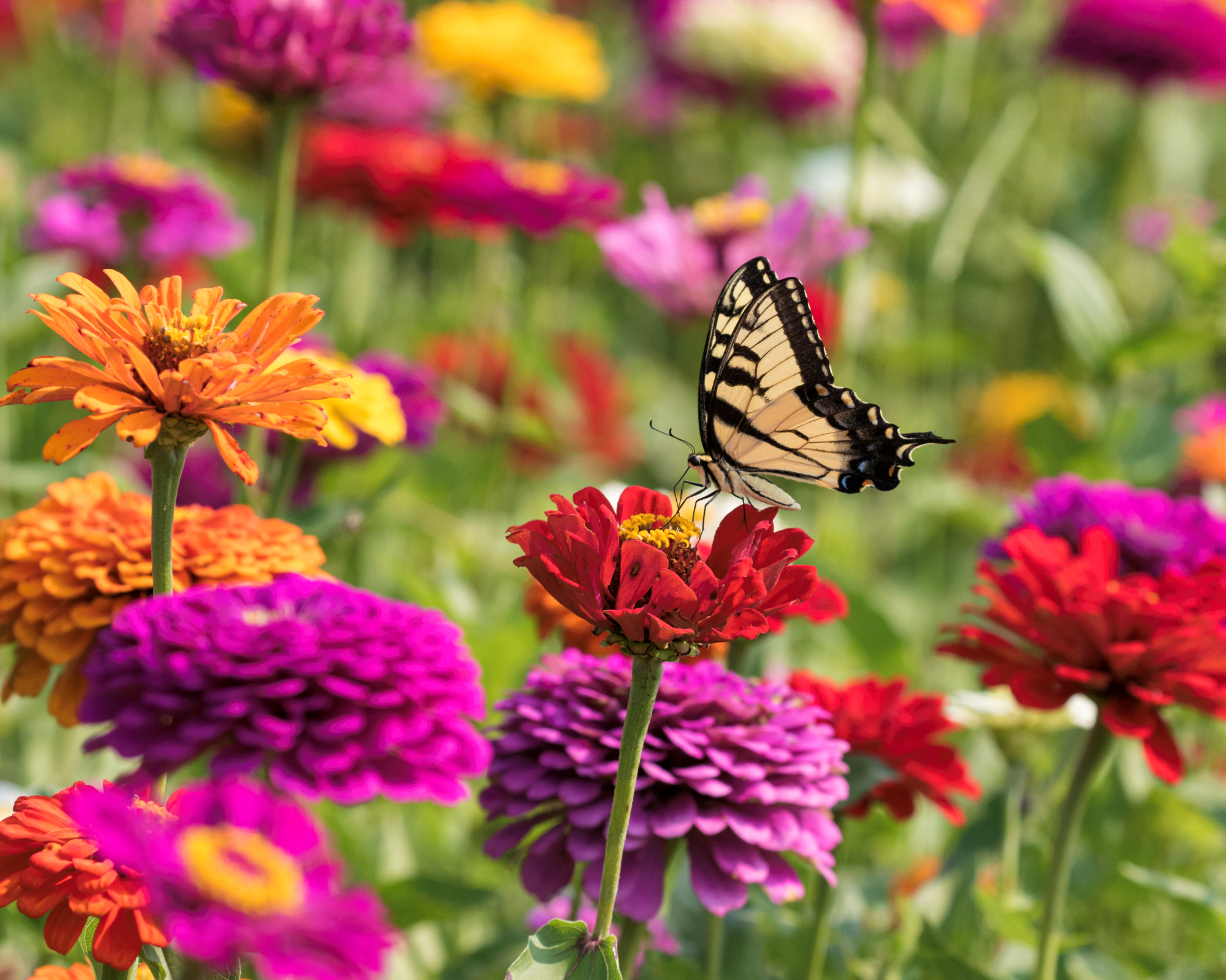 butterfly feeding on zinnia elegance flowers