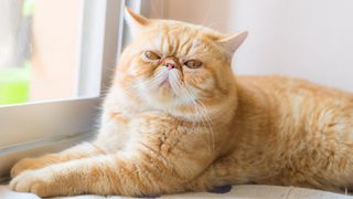 Exotic shorthair cat lying down