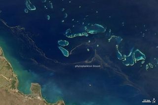 phytoplankton-bloom-110819