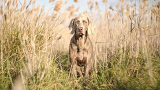 Weimaraner sits in field