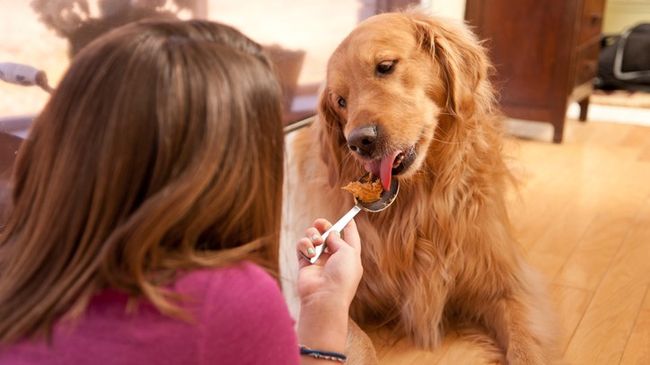 What human food can dogs eat? What you need to know to safely share
