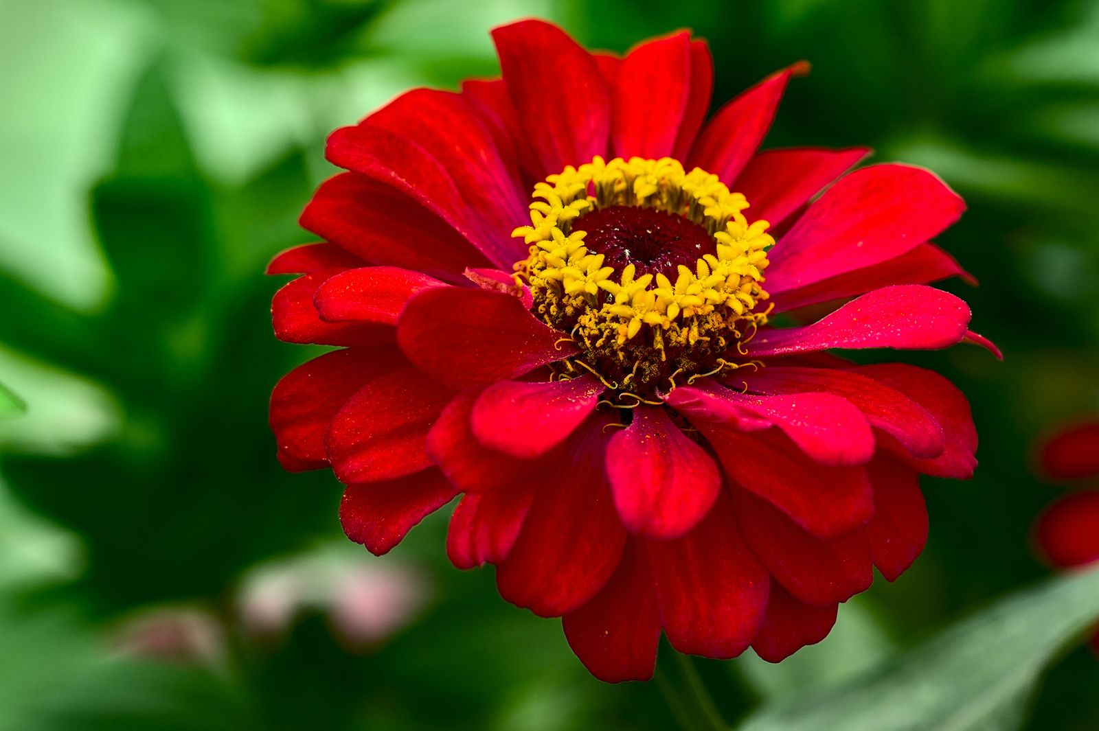 How to grow zinnias plant, care and maintenance tips Homes & Gardens