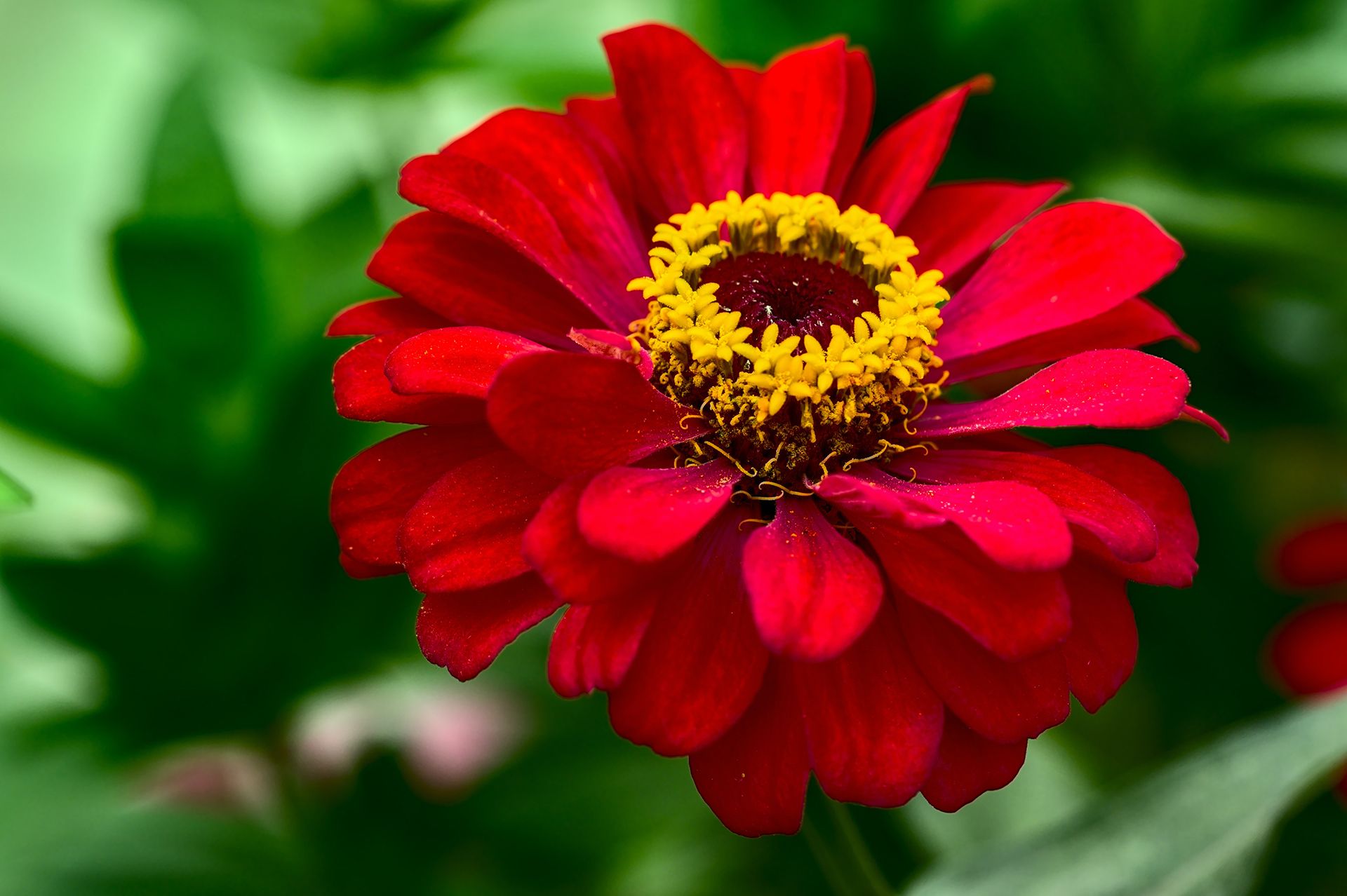 How to grow zinnias plant, care and maintenance tips Homes & Gardens