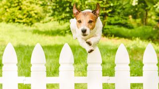 Terrier jumping over garden fence