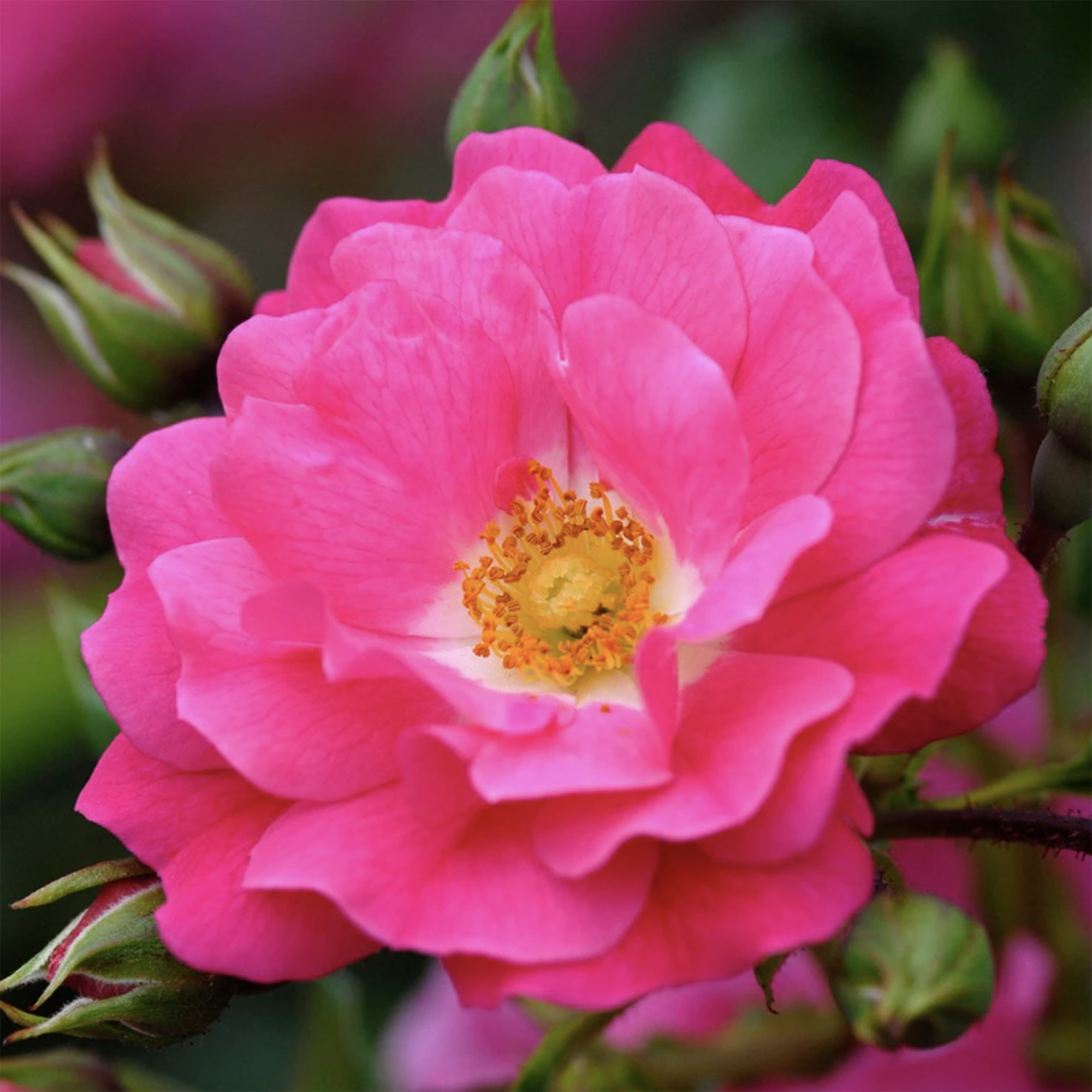 Rosa Pink Flower Carpet ('Noatraum') H2m