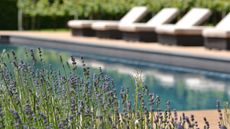 lavender by pool with loungers in background