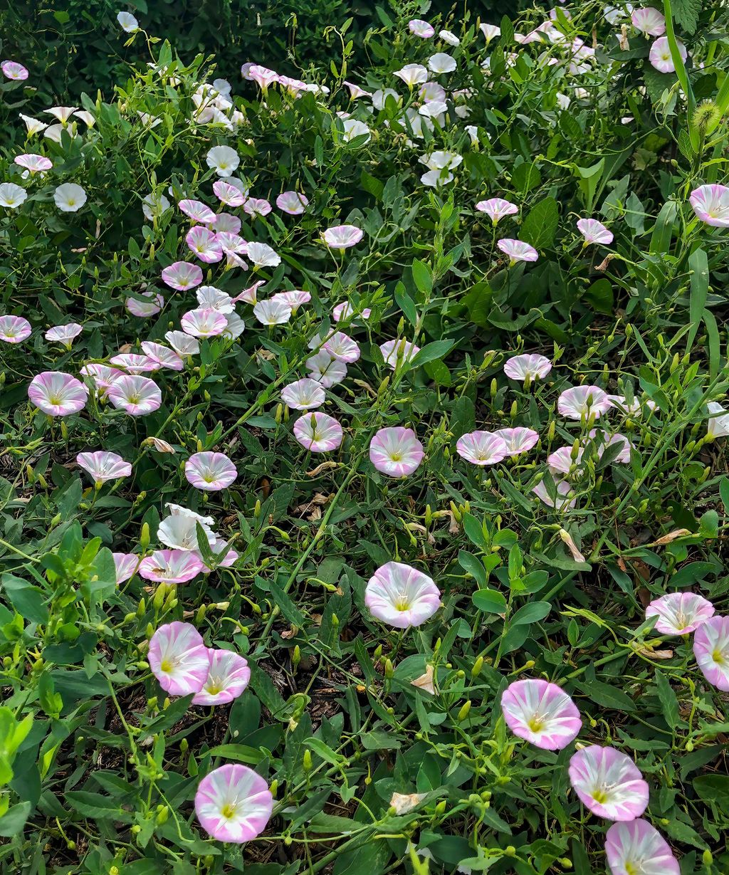 How to kill bindweed top tips for getting rid of this pesky weed